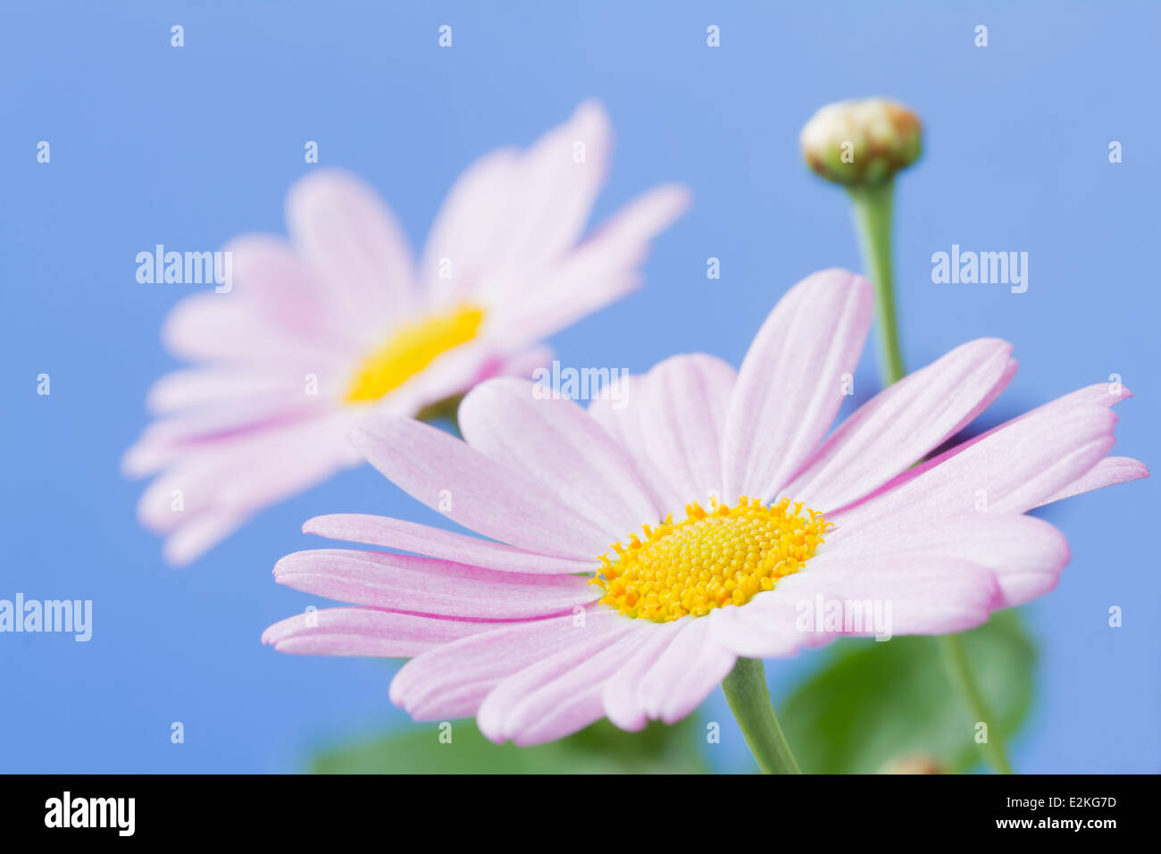 Pale pink daisy with blue sky background Stock Photo