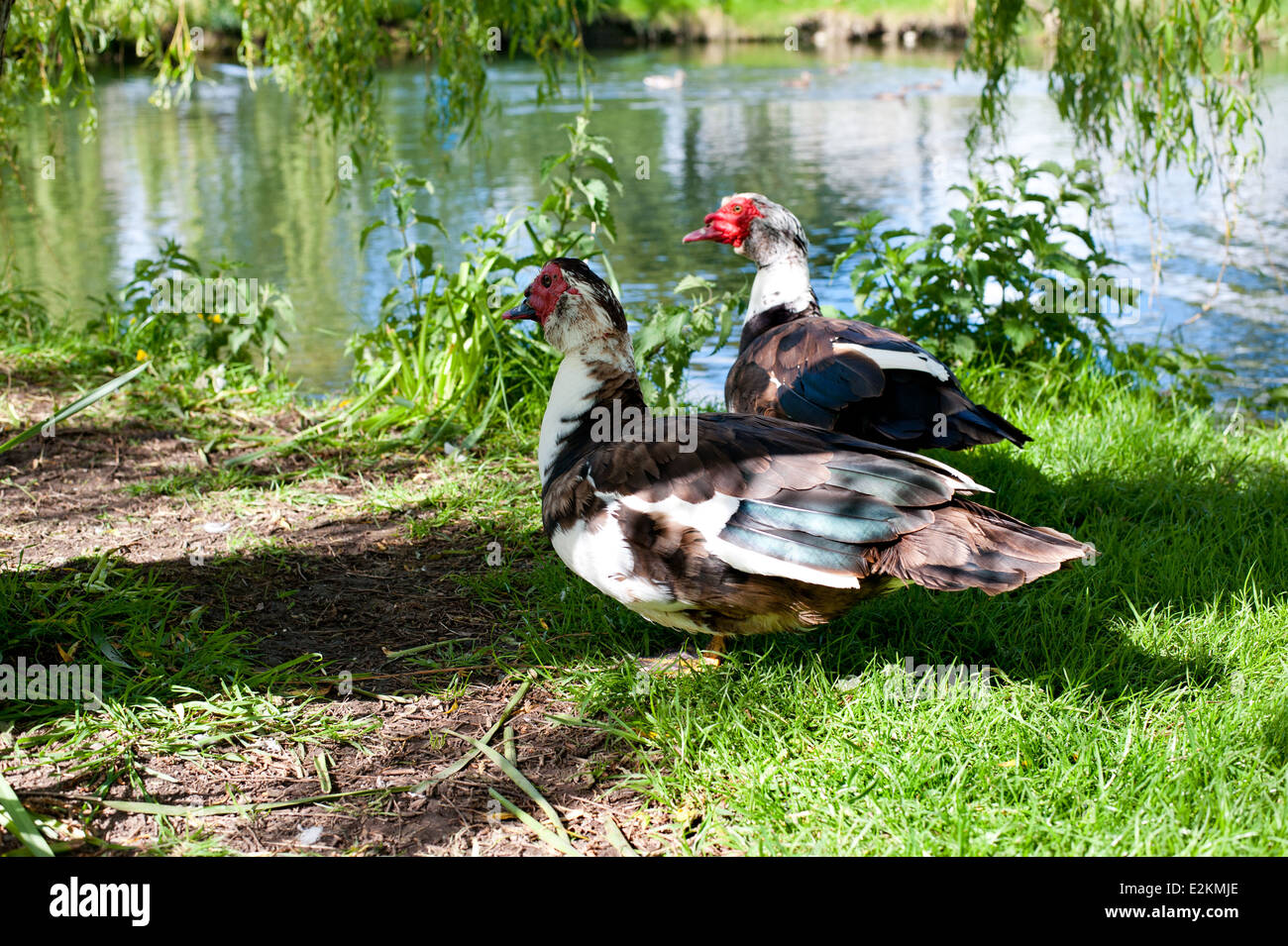 The Muscovy duck walking on the green grass.Lat name Cairina moschata Stock Photo