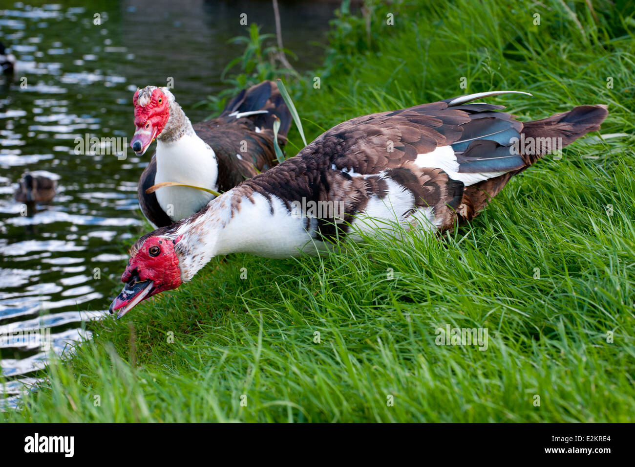 The Muscovy duck .Lat name Cairina moschata Stock Photo