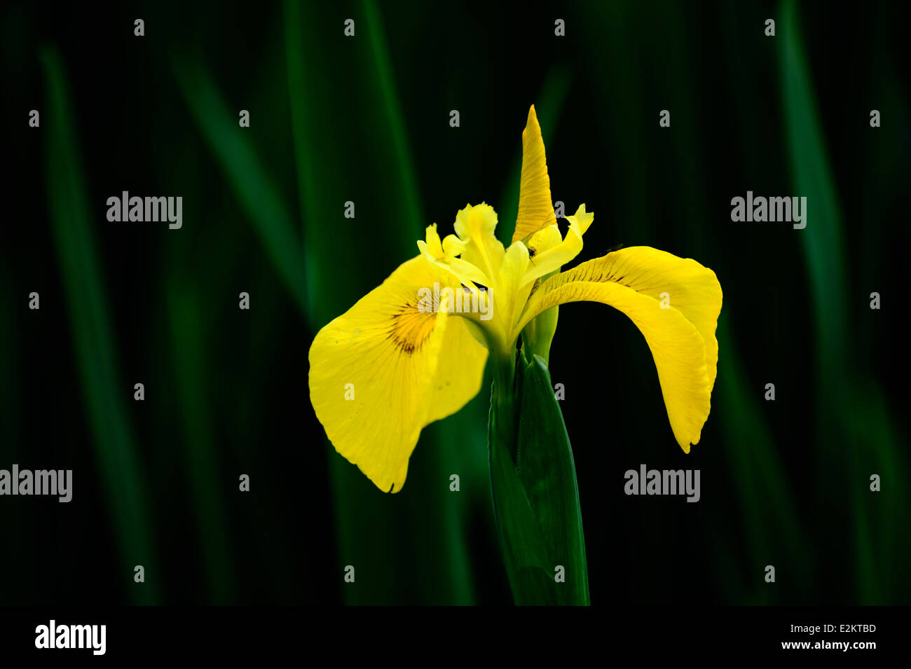 Yellow Iris blossom on the green background Stock Photo