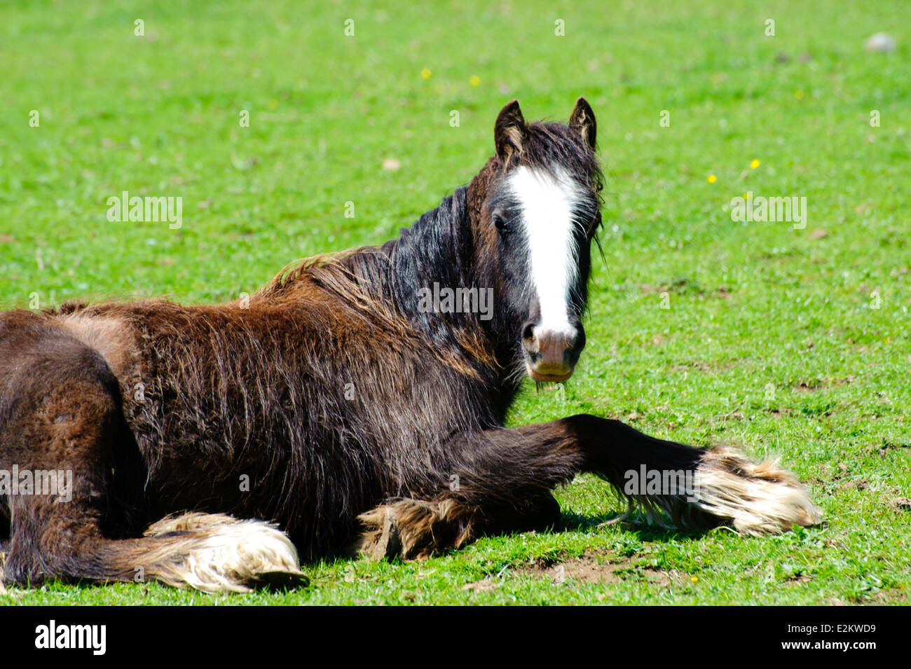 Rescued neglected horse resting and recovering in a green field Stock