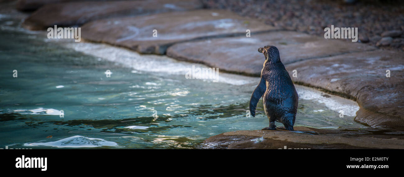 London zoo in the evening. June 2014. Regent's Park. Cute funny contemplative lonely penguin Stock Photo