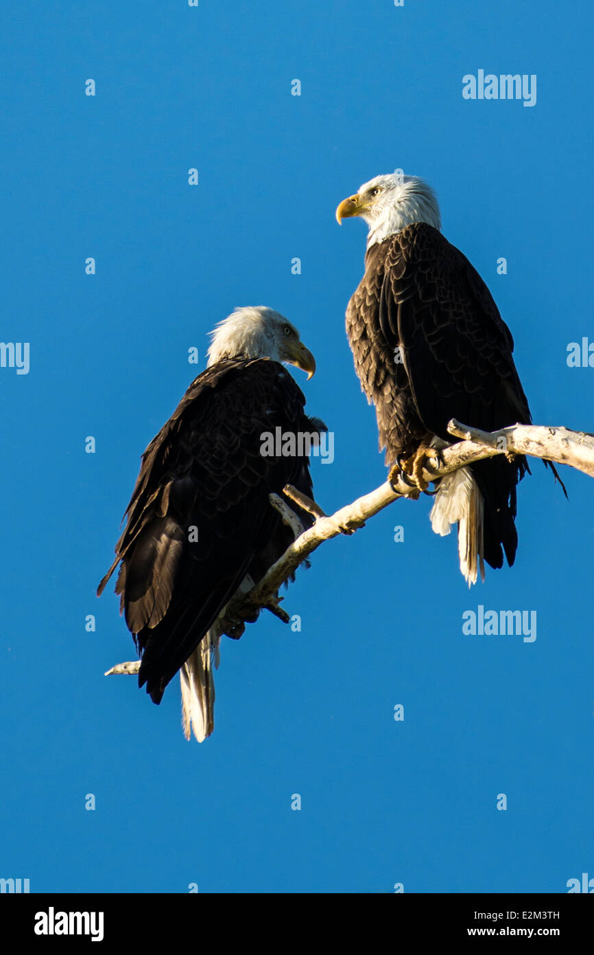 a pair of bald eagles sitting in an old cottonwood tree by a lake. Stock Photo