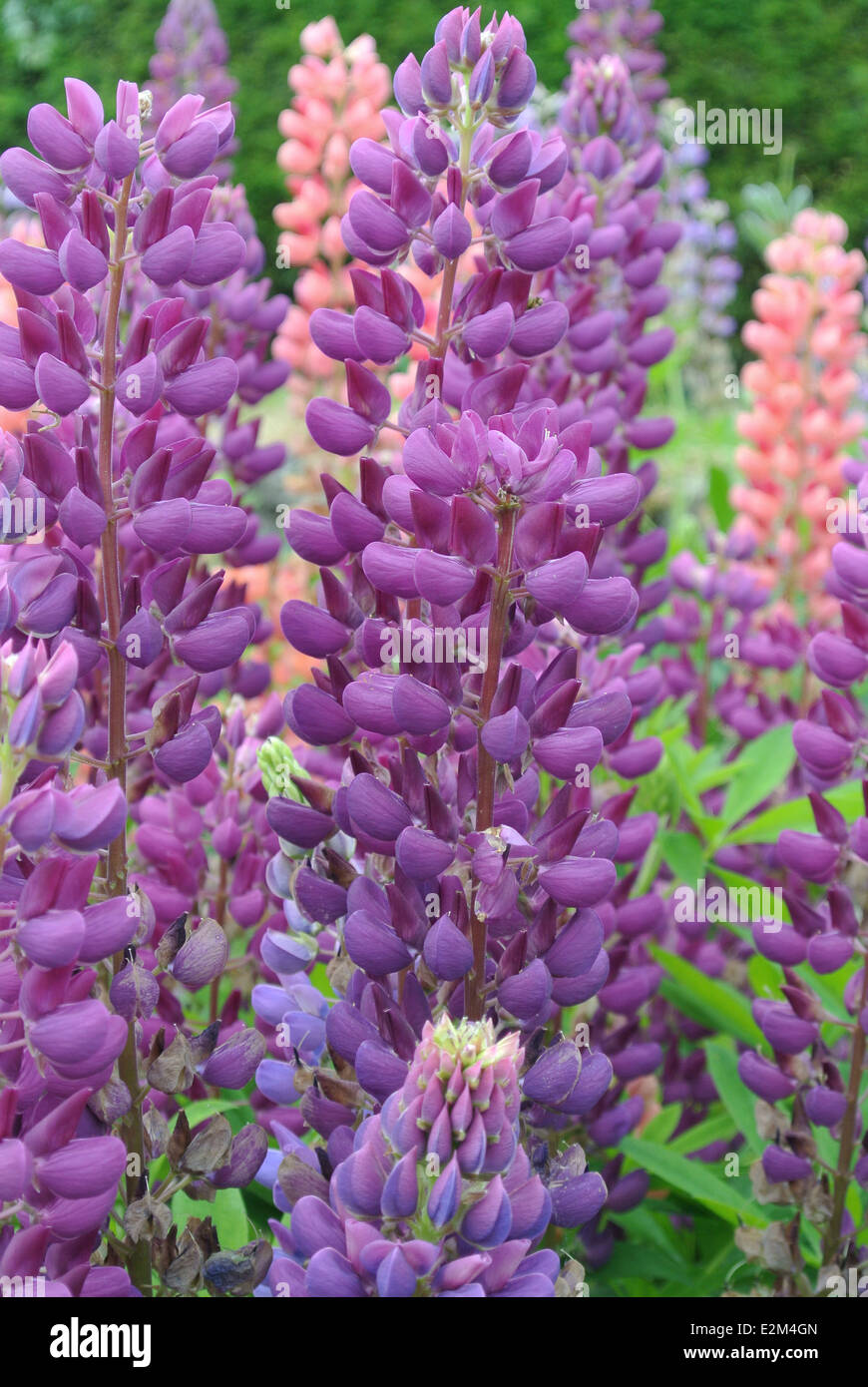 Purple Russell lupins Stock Photo - Alamy