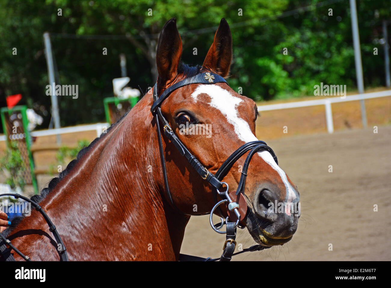 Racehorse portrait Stock Photo