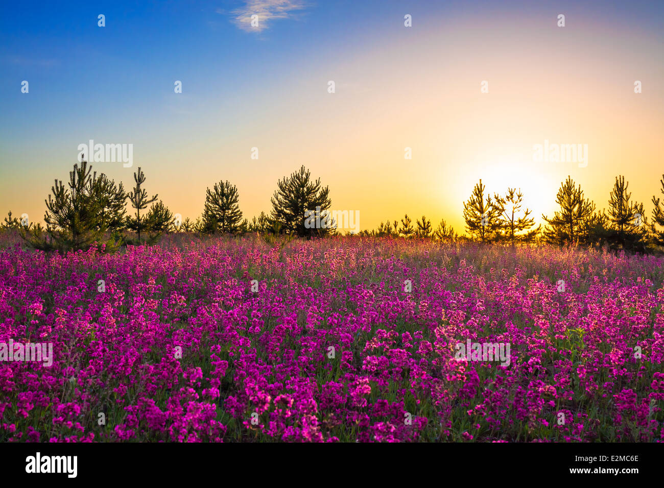 summer rural landscape with purple flowers on a meadow and sunrise ...
