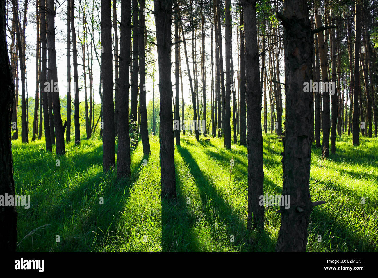 summer landscape with the pine forest in sun beams Stock Photo - Alamy