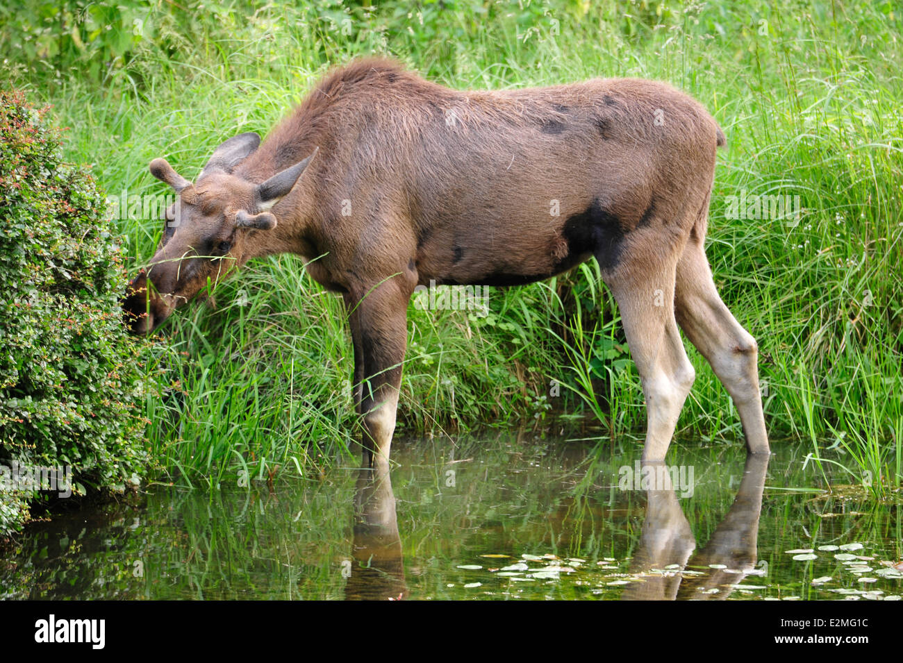 Eurasian elk (Europe Stock Photo - Alamy