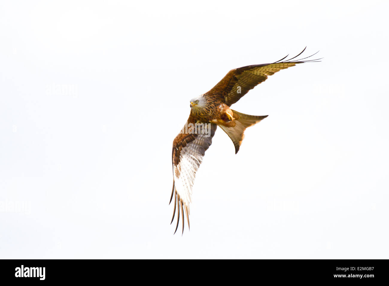 Red Kite in Flight Stock Photo