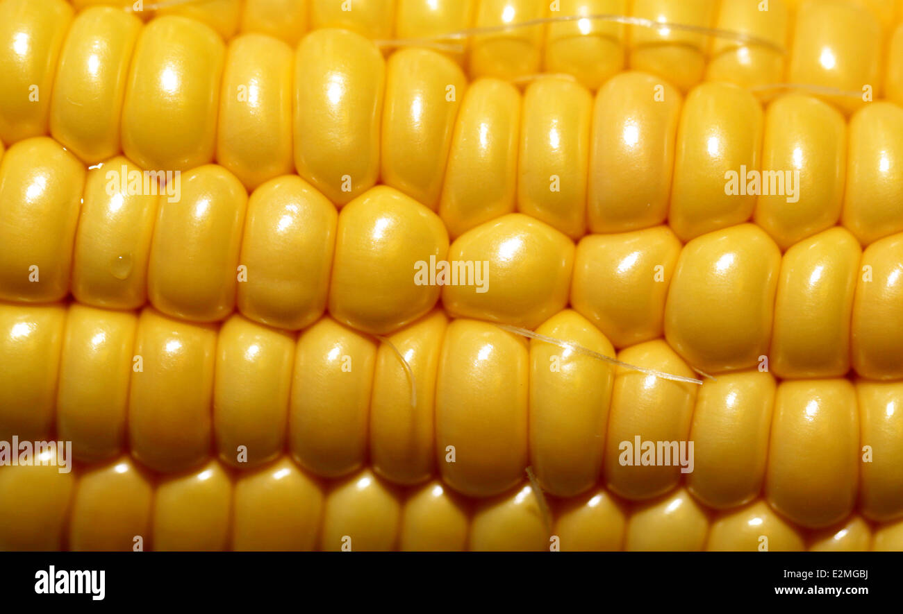 larger macro image of yellow corn Stock Photo
