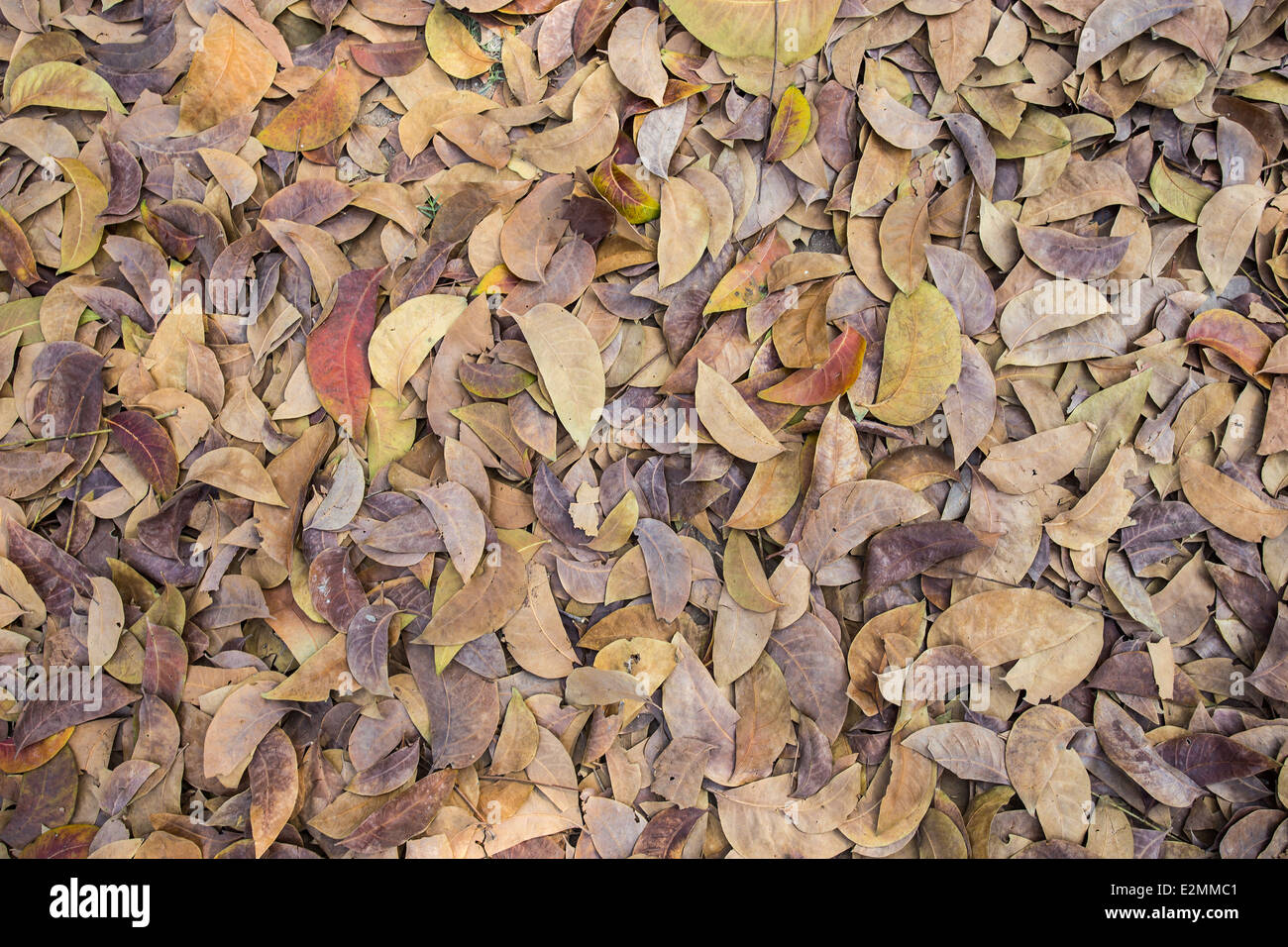 Brown fallen leaves laying on the ground Stock Photo - Alamy