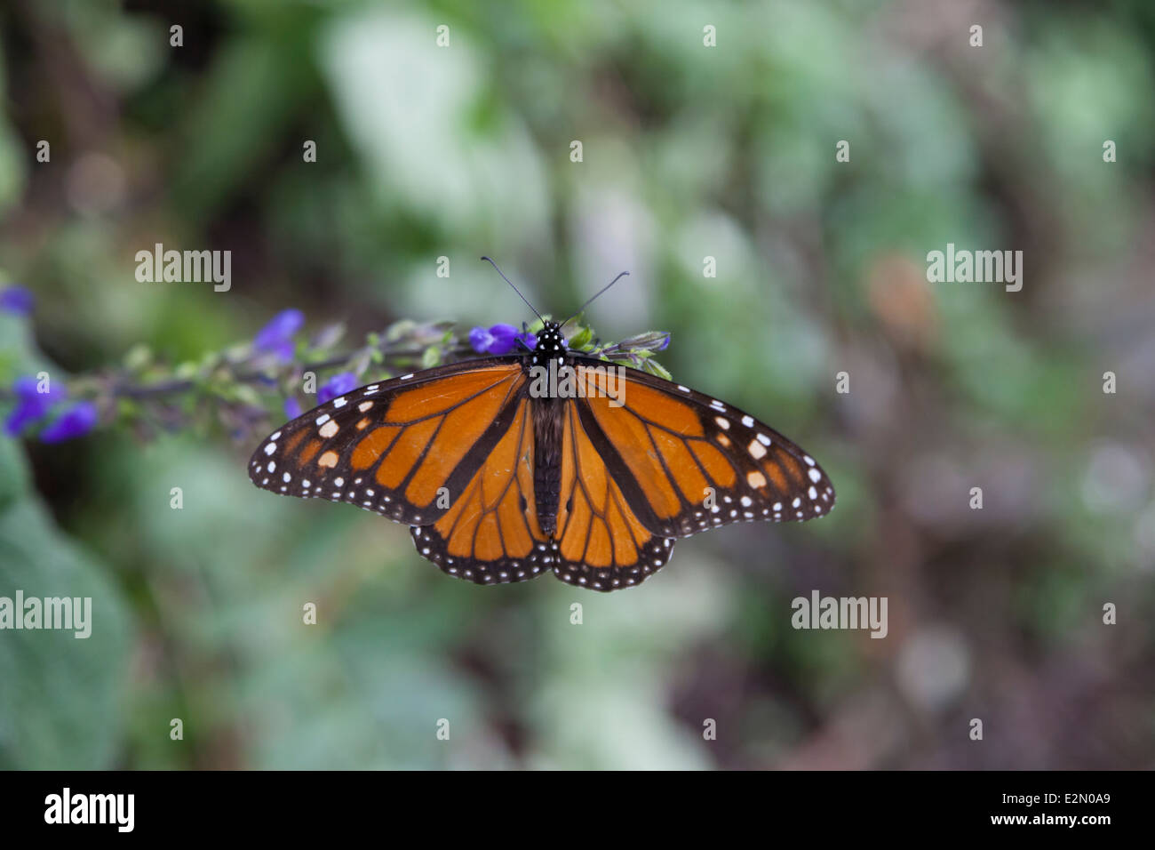 Monarch butterfly at the Monarch Butterfly Biosphere Reserve in Cerro Pelon - Donato Guerra, State of Mexico, Mexico Stock Photo