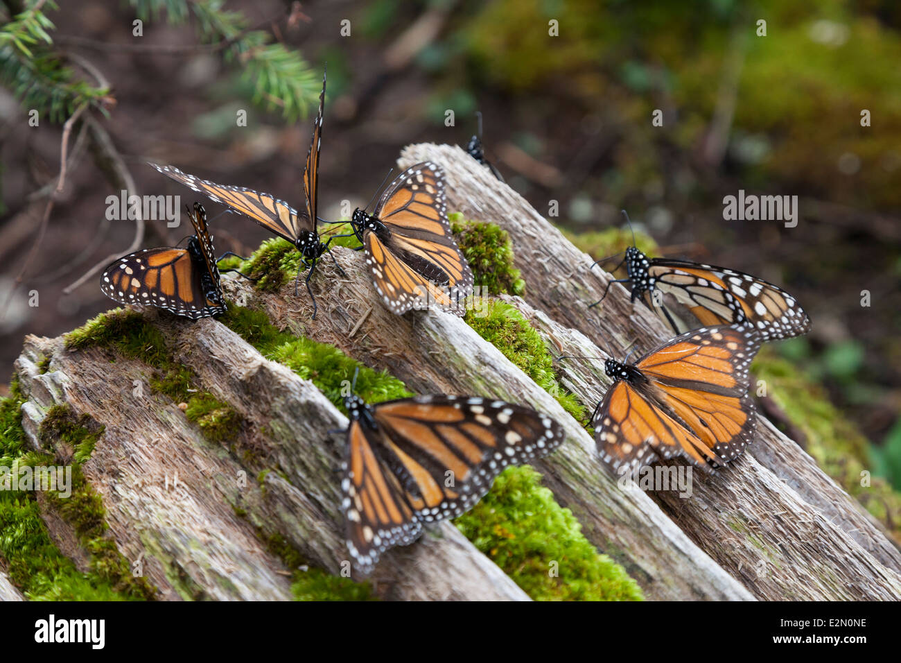 Monarch butterflies gathered on a fallen log at the Monarch Butterfly Biosphere Reserve in Cerro Pelon Stock Photo