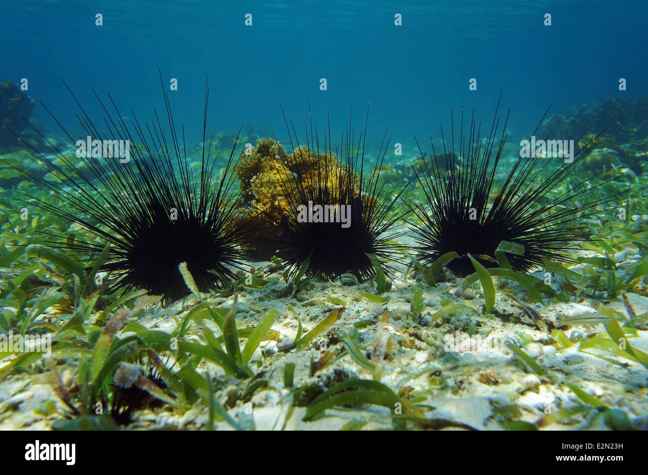 Underwater seabed with long spined sea urchin in the Caribbean sea Stock Photo