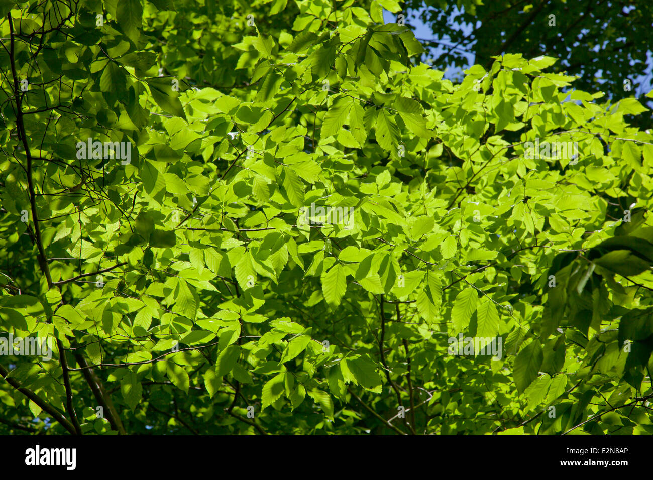 Sunlight highlighting the green leaves of trees Stock Photo
