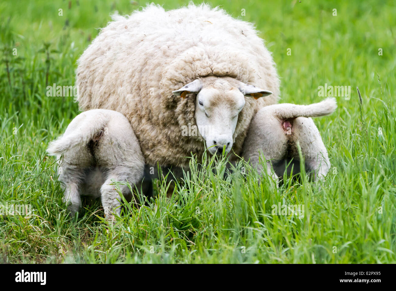 Baby lambs drinking milk from mother sheep on green