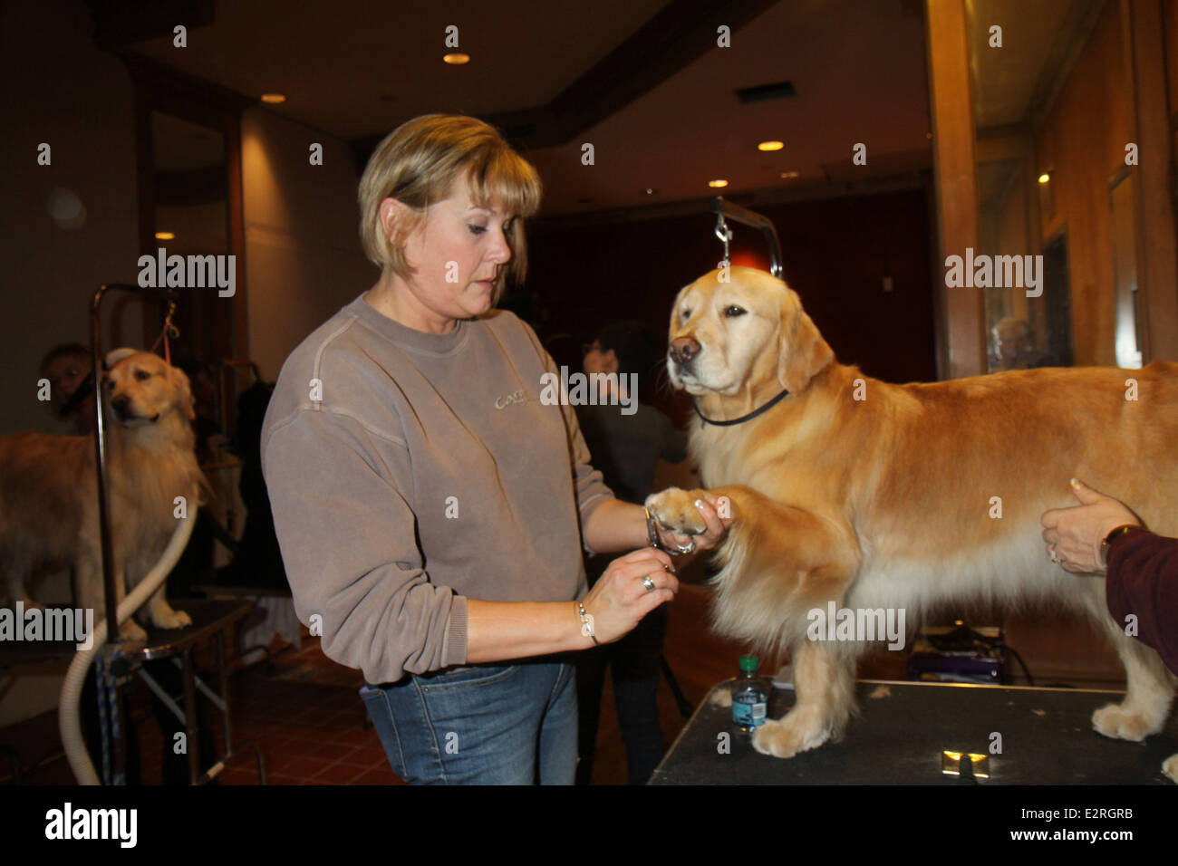 Dog Spa at the Dog Show in Penn Plaza Hotel where dogs were groomed, exercised, given accupuncture treatments before getting shown at the  Westminster Kennel Club dog show  Featuring: Owner and their Dog Where: New York, NY, United States When: 11 Feb 201 Stock Photo