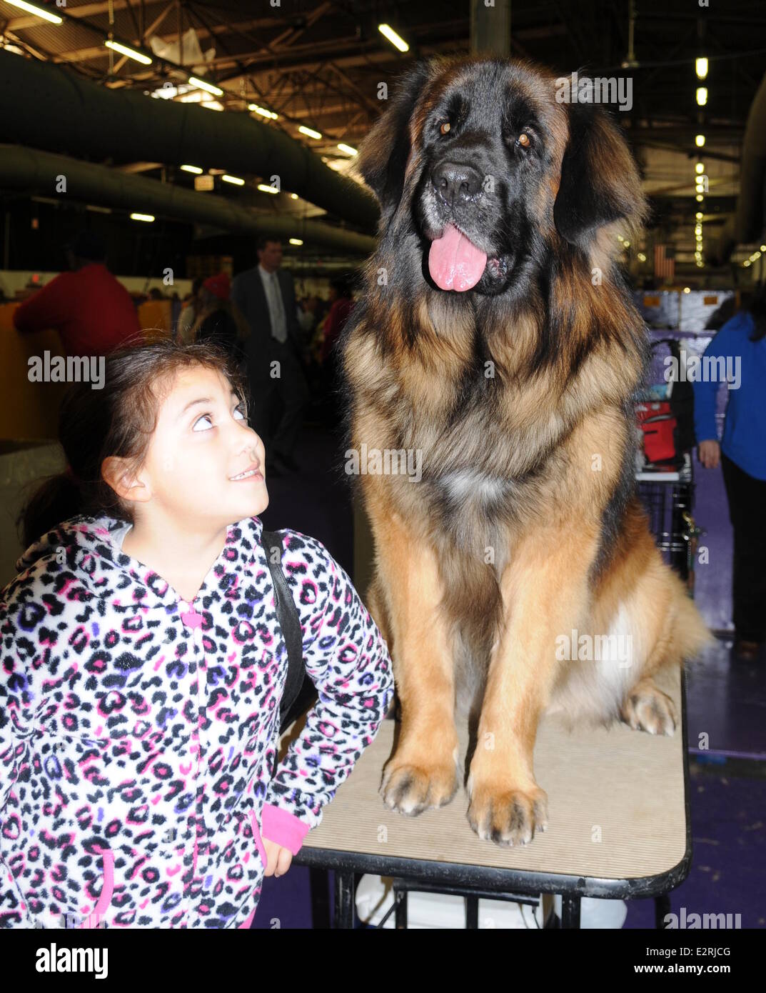 The Westminster Kennel Club Dog Show 2013 at Madison Square Gardens  Featuring: Dog and Owner Where: New York, NY, United States When: 12 Feb 2013 Stock Photo