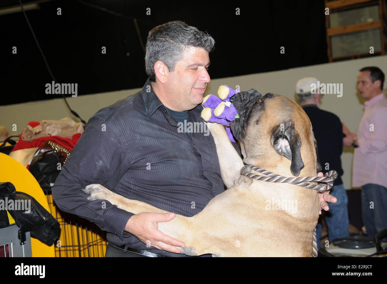 The Westminster Kennel Club Dog Show 2013 at Madison Square Gardens