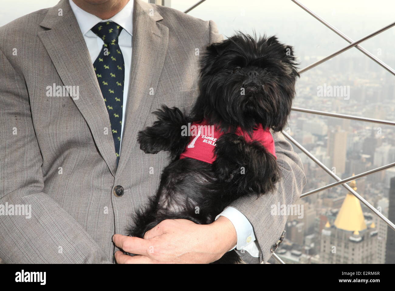 The Newly Crowned 137th Annual Westminster Kennel Club Best In Show