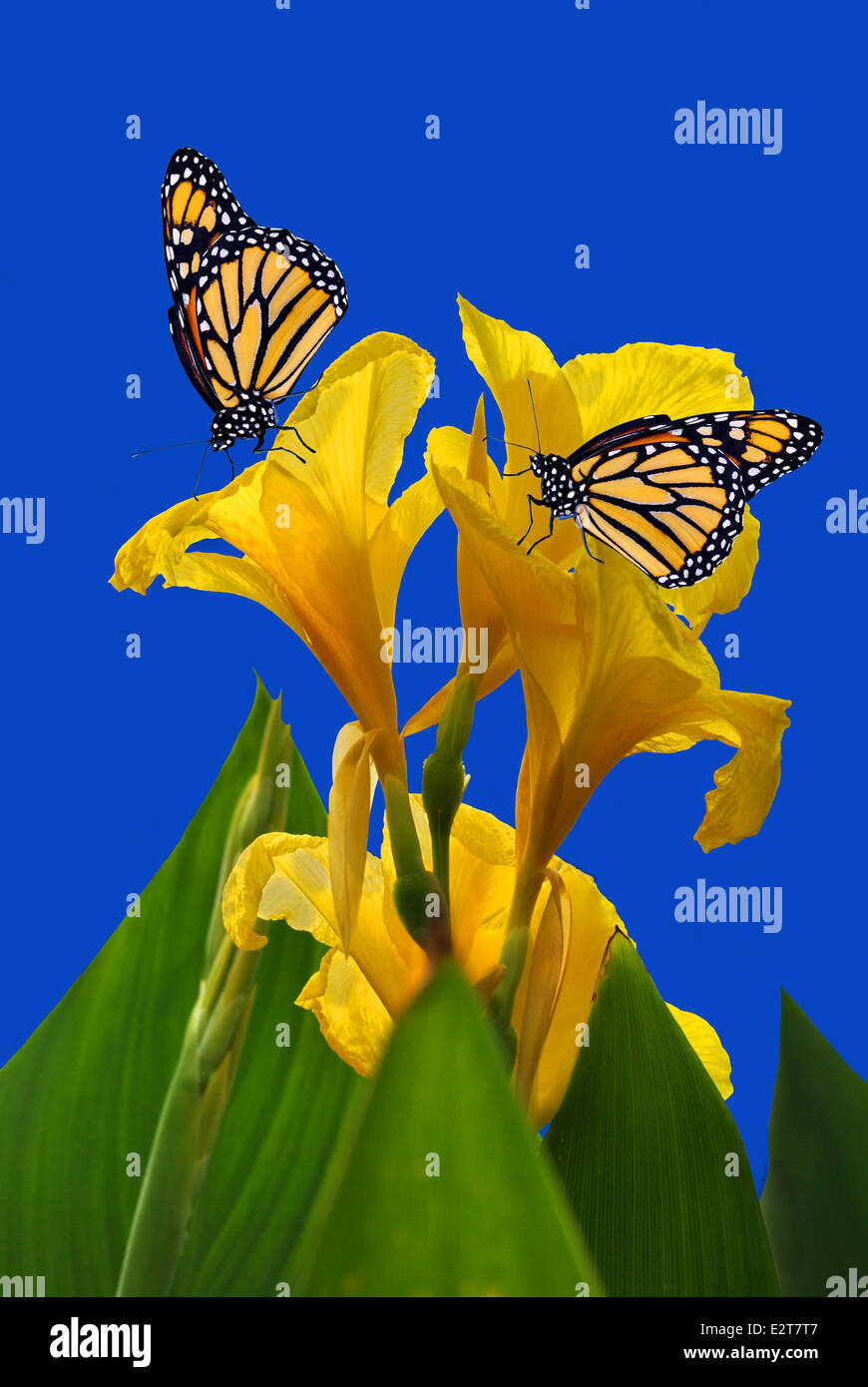 Canna King Midas with 2 Monarch butterflies Stock Photo