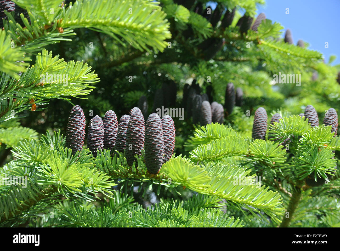 Korean fir growing in  southern Finland Stock Photo