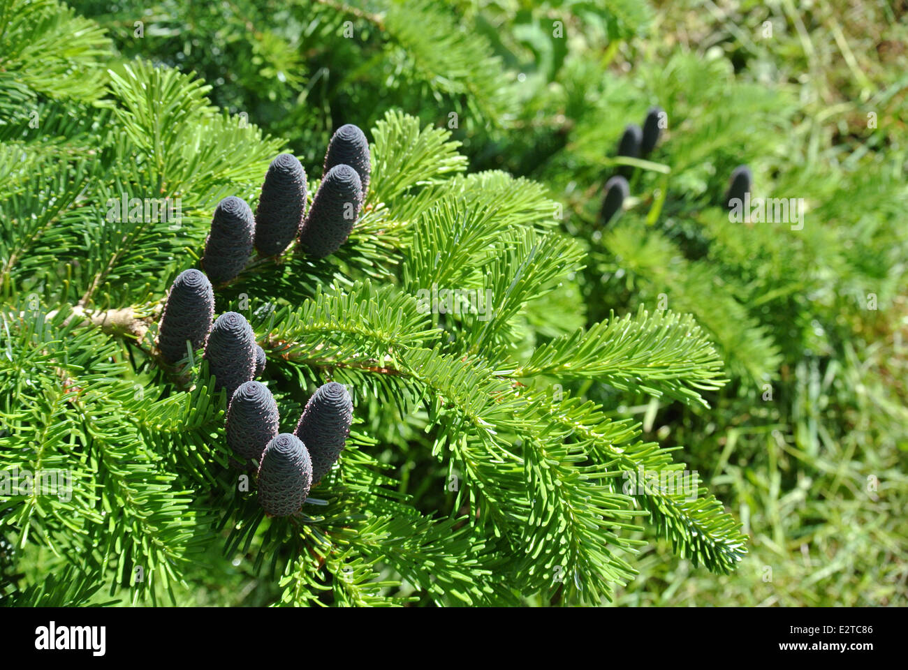 Korean fir growing in southern Finland Stock Photo