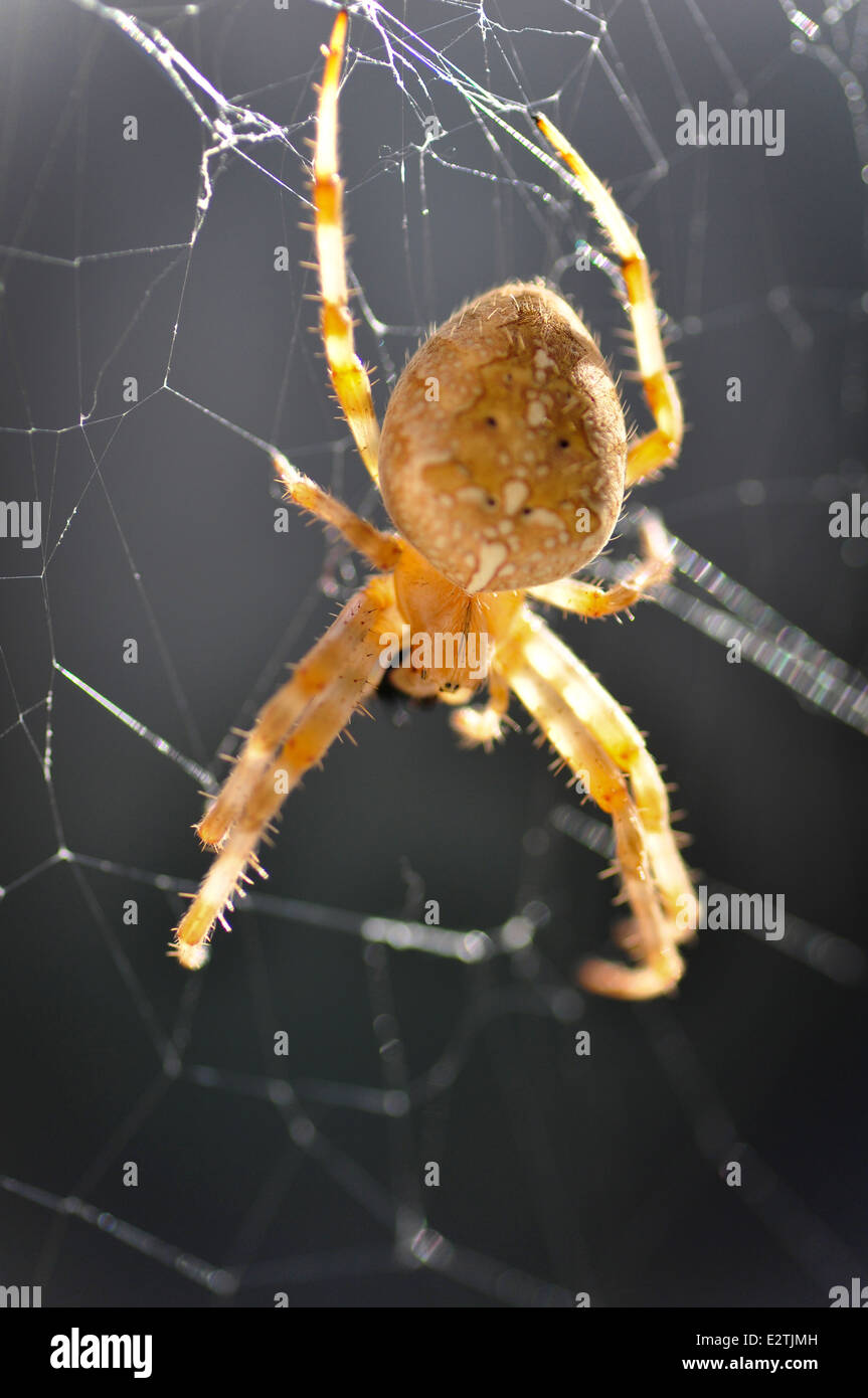 Garden Spider, aka Cross Spider (Araneus diadematus Stock Photo - Alamy