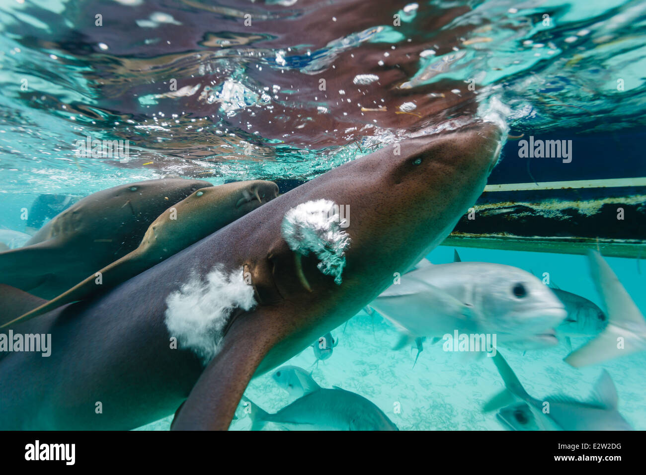 Close up of nurse sharks, Ginglymostoma cirratum, blowing bubble though gills at the surface while feeding Stock Photo