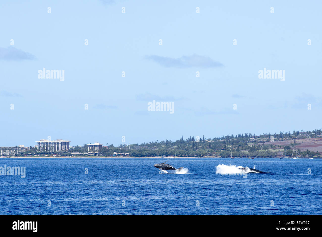 A humpback whale mother and her young calf can be seen breaching off