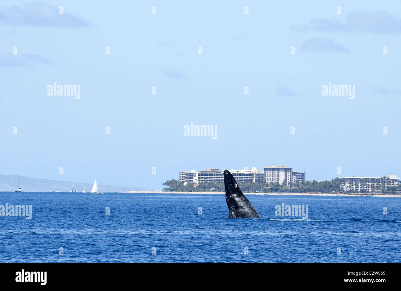 A humpback whale mother and her young calf can be seen breaching off