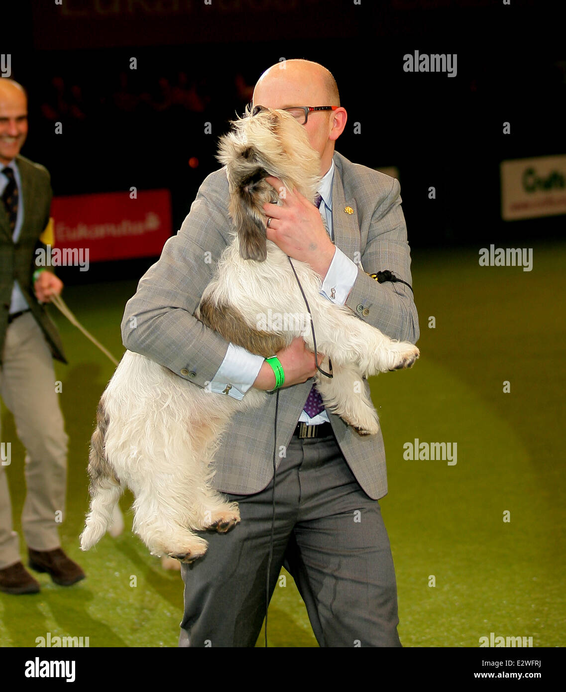 Petit Basset Griffon Vendéen wins best of breeds at Crufts 2013 at NEC Birmingham  Featuring: Petit Basset Griffon Vendéen Where Stock Photo