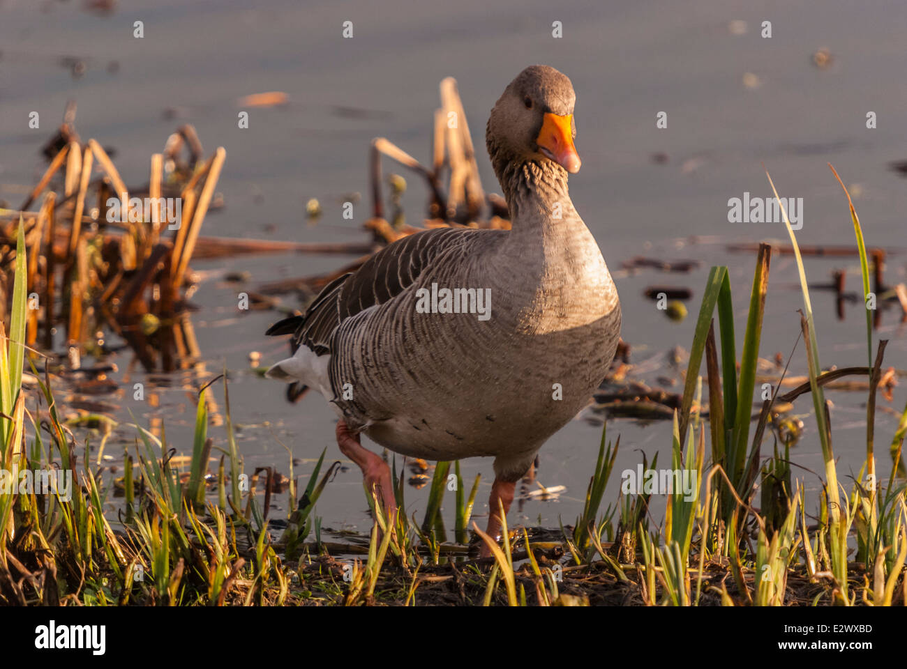 Large and bulky wild goose hi-res stock photography and images - Alamy