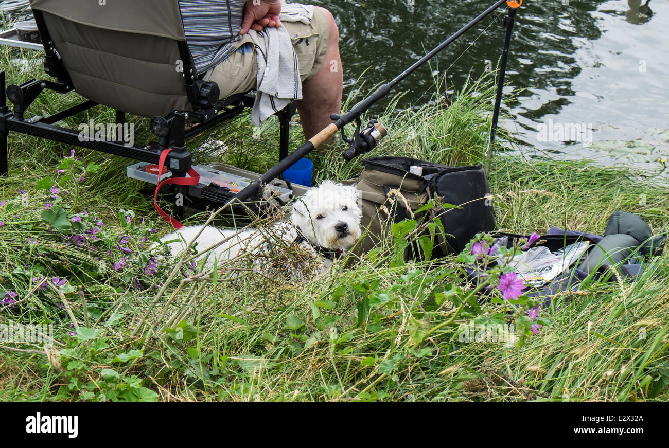 Mans best pal River Cam Stock Photo