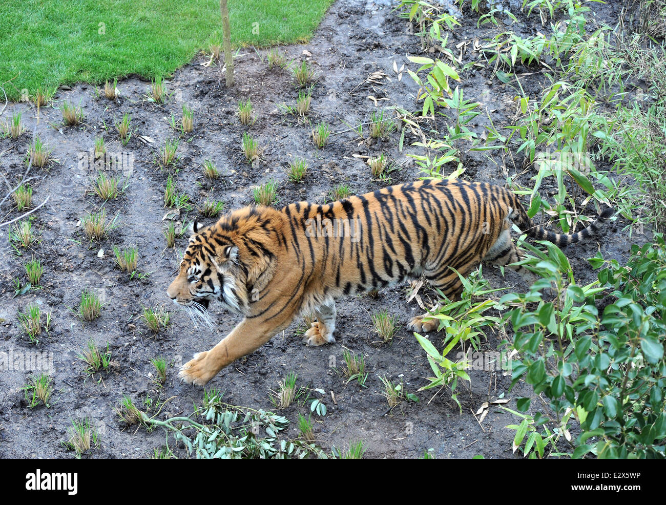 'Tiger Territory', a new tiger enclosure opens at the London Zoo