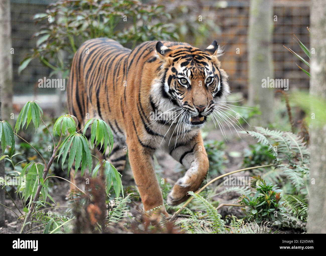 'Tiger Territory', a new tiger enclosure opens at the London Zoo