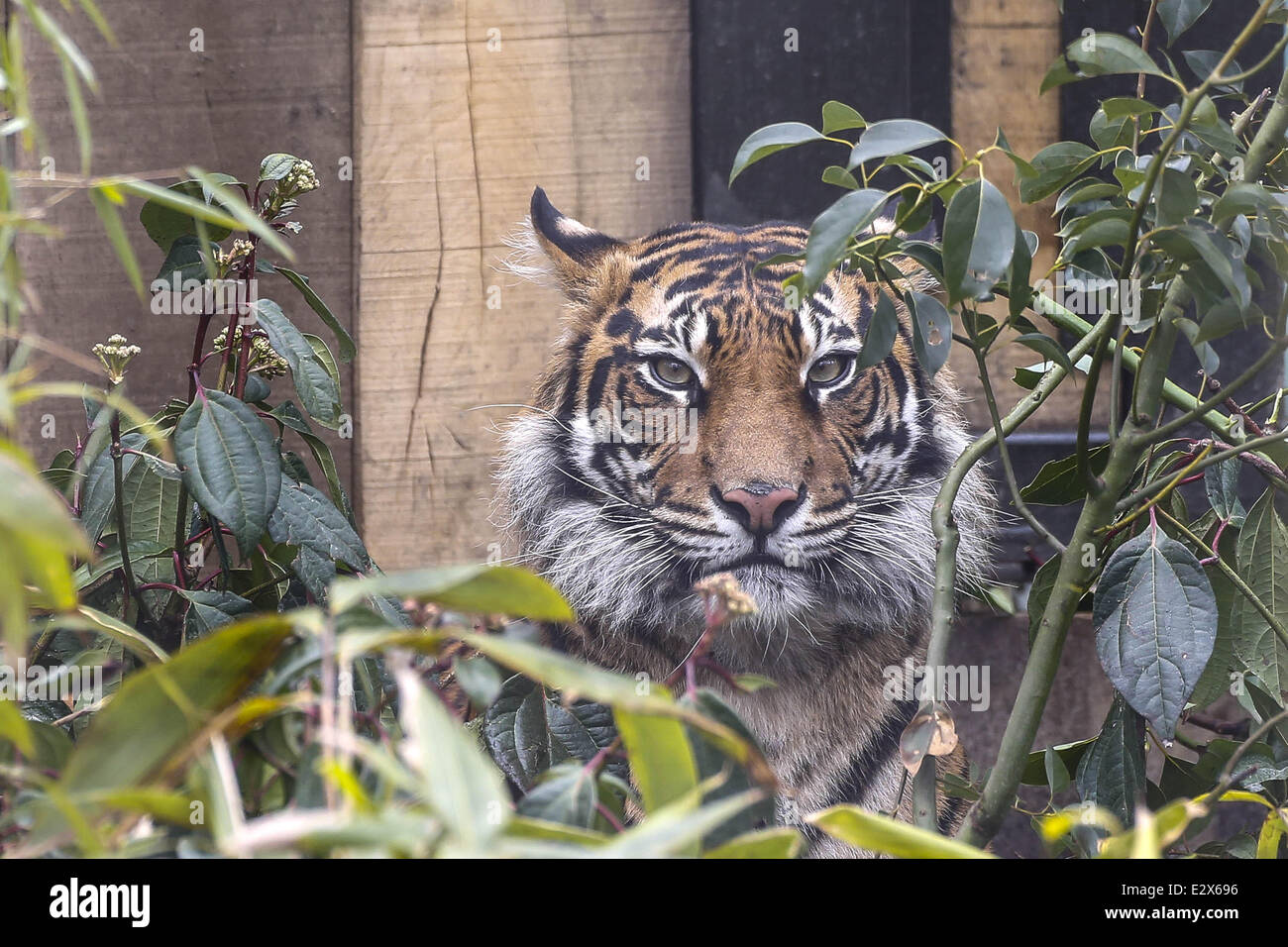 'Tiger Territory', a new tiger enclosure opens at the London Zoo. The
