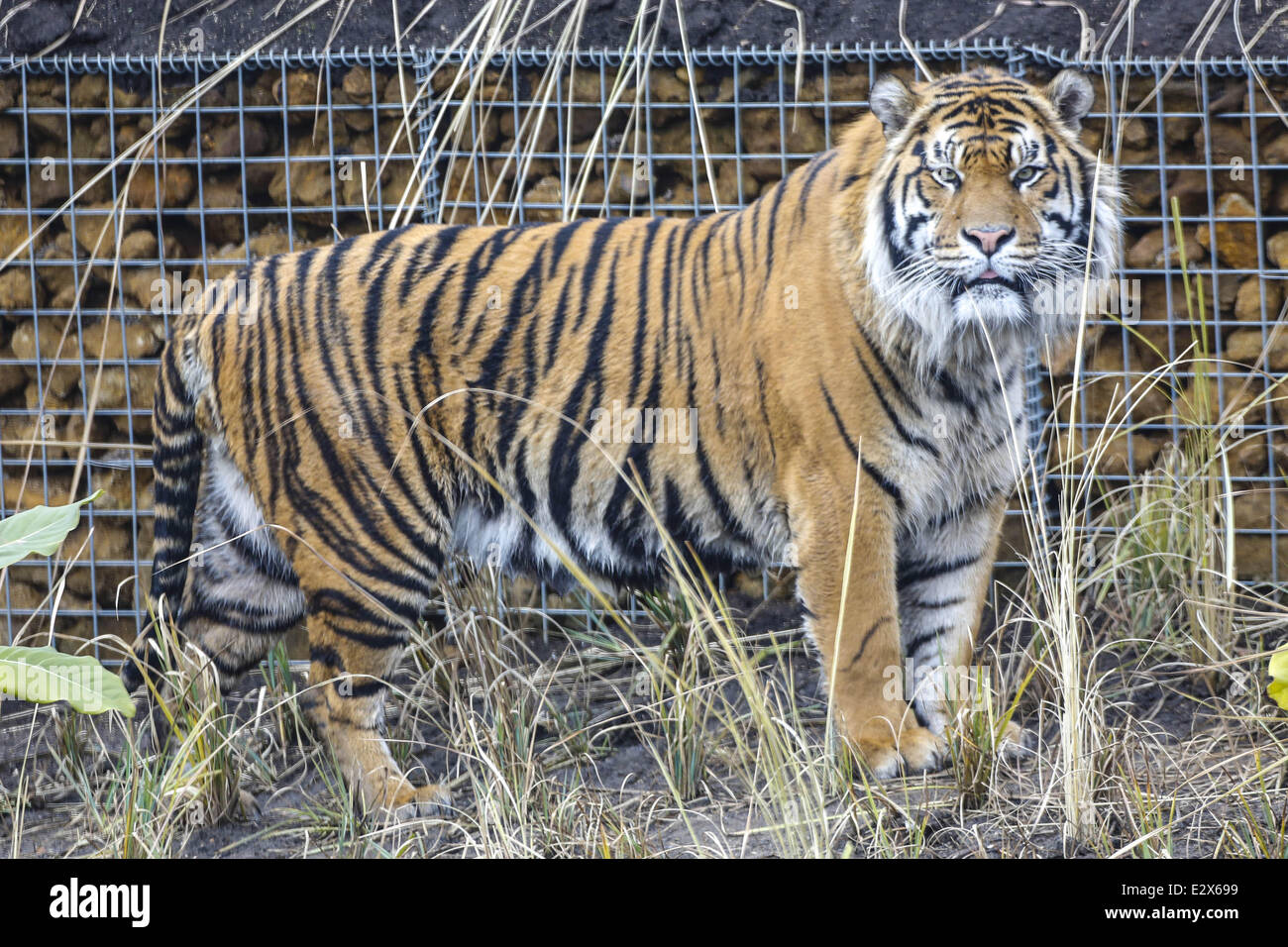 'Tiger Territory', a new tiger enclosure opens at the London Zoo. The