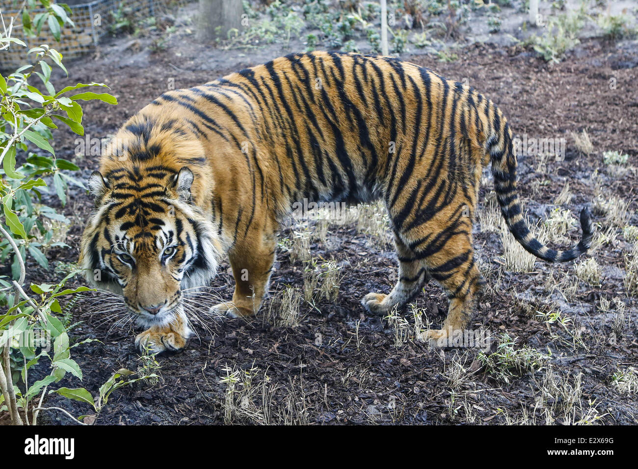 'Tiger Territory', a new tiger enclosure opens at the London Zoo. The Sumatran Tigers, Jae Jae