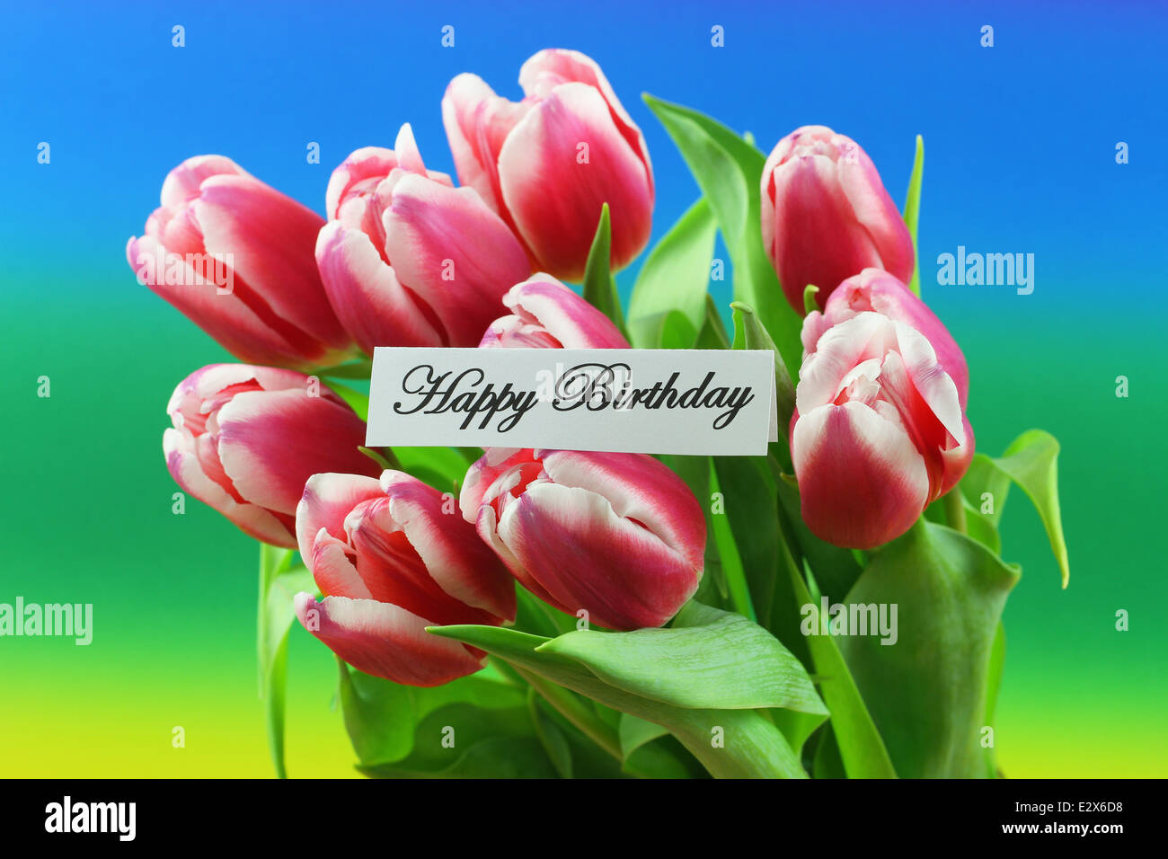 Happy birthday card with pink tulips on colorful background Stock Photo