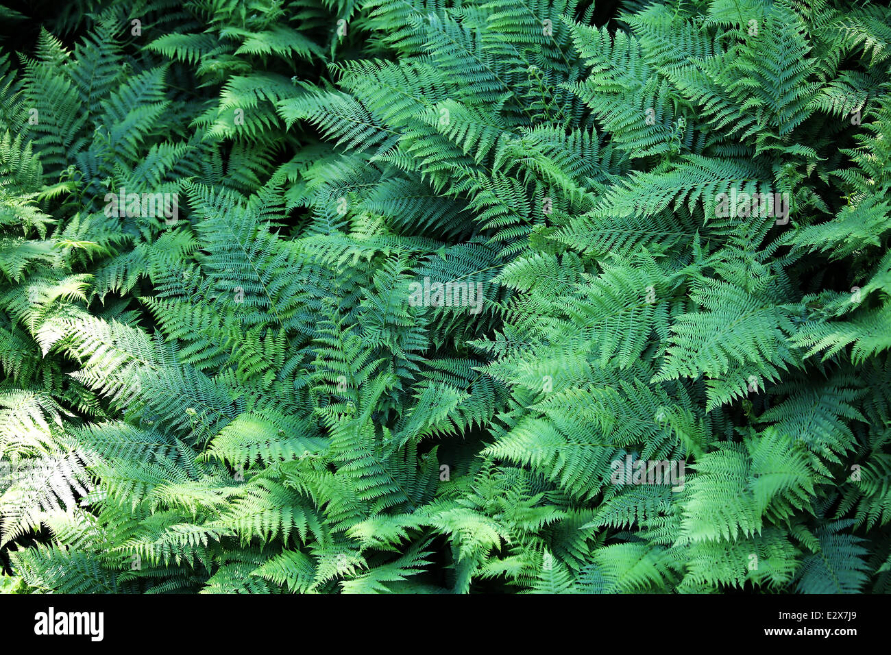 Green flora fern forest hi-res stock photography and images - Alamy