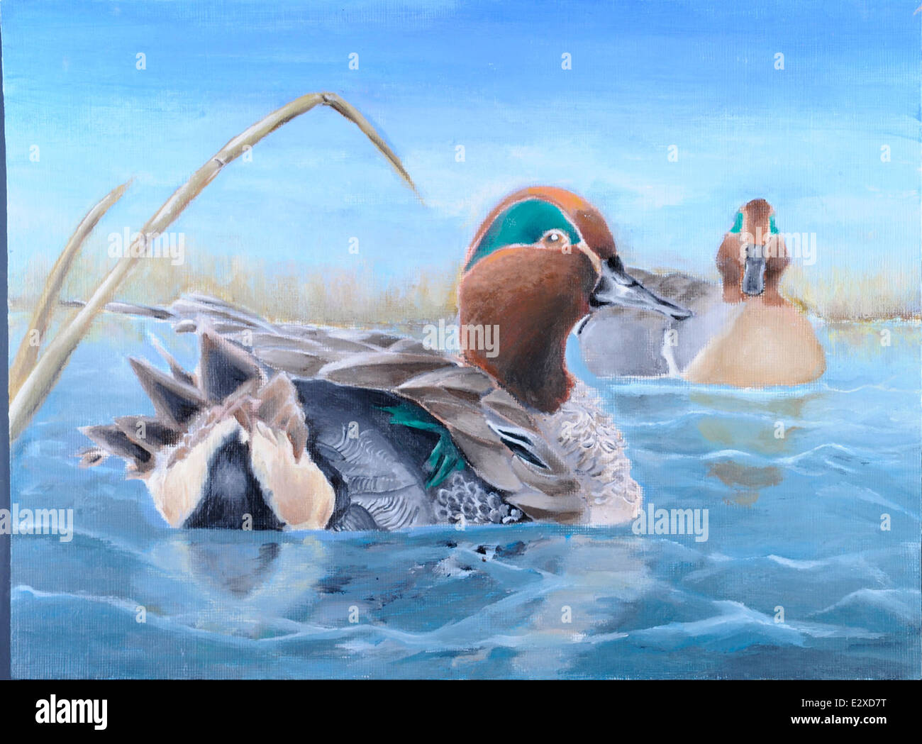 7-9 grade, First Place, Felix Oh, Green-winged Teal Stock Photo