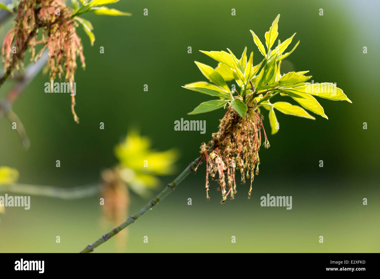 Flowering Boxelder tree, Wallowa Valley, Oregon Stock Photo Alamy