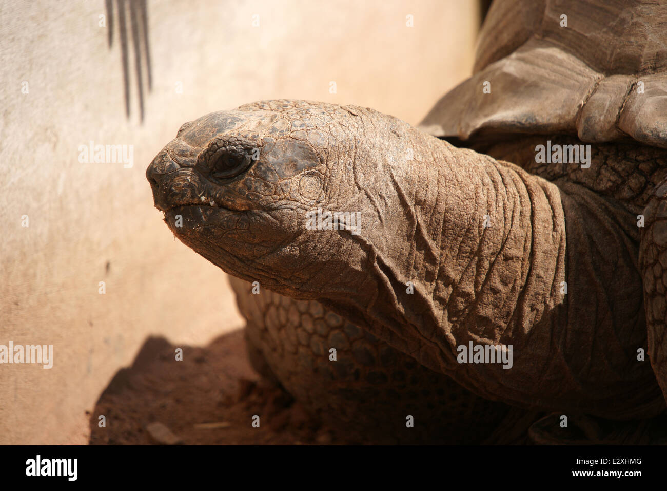 Giant Tortoise close up Stock Photo - Alamy