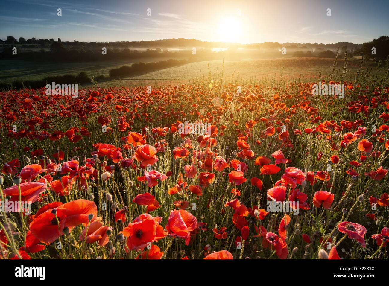 Summer solstice sunrise over one of the poppy fields at Blackstone nature reserve near Bewdley. Stock Photo