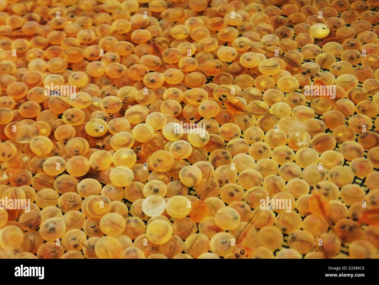 Trout eggs hires stock photography and images Alamy