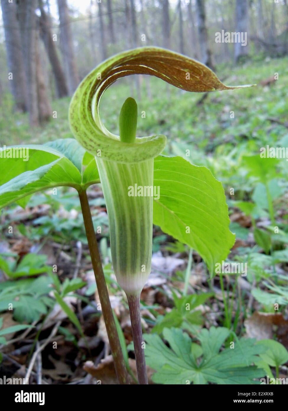 Jack in the Pulpit Stock Photo - Alamy