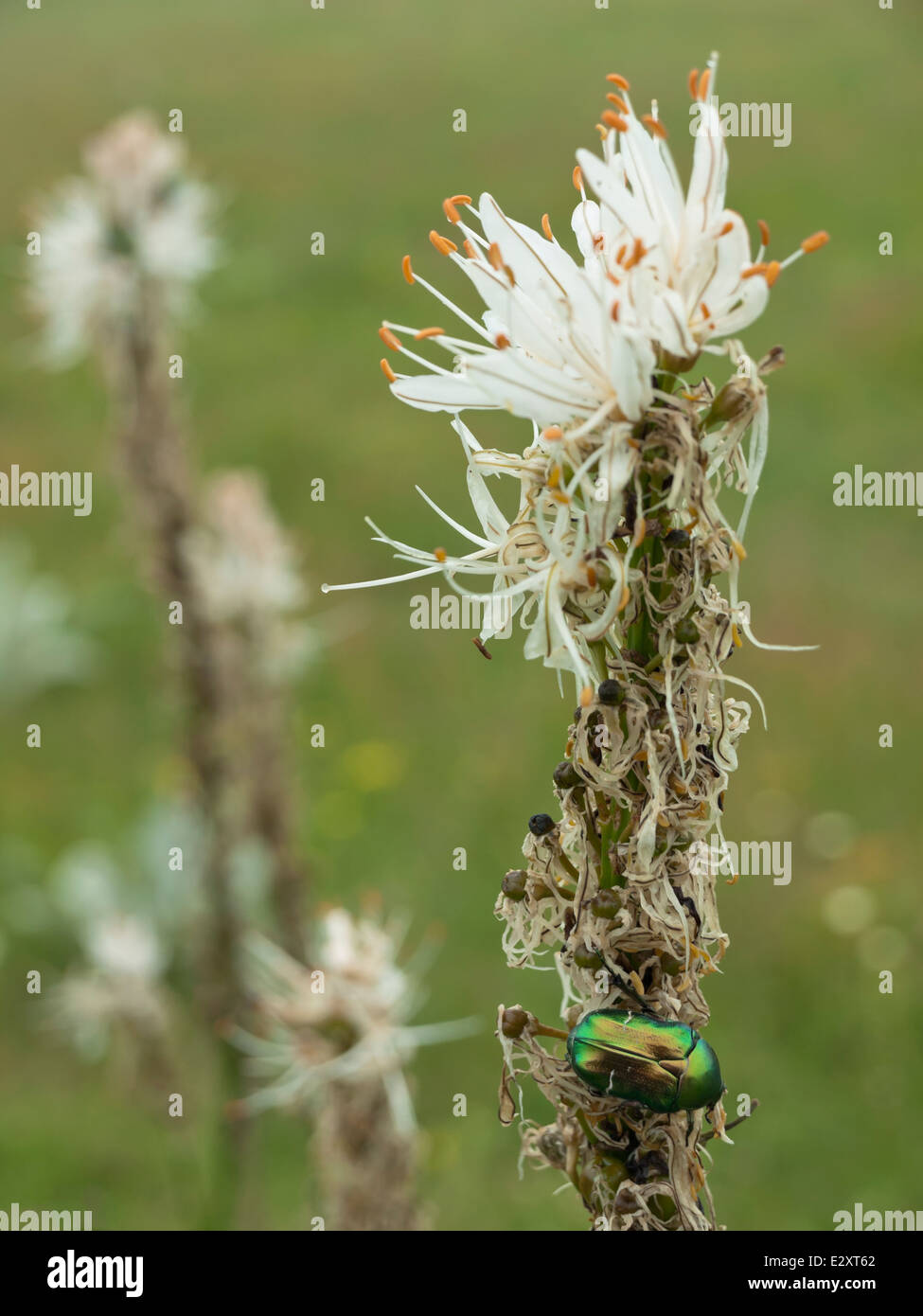 Green bug, rose chafer, cetonia aurata on lilly flower Stock Photo