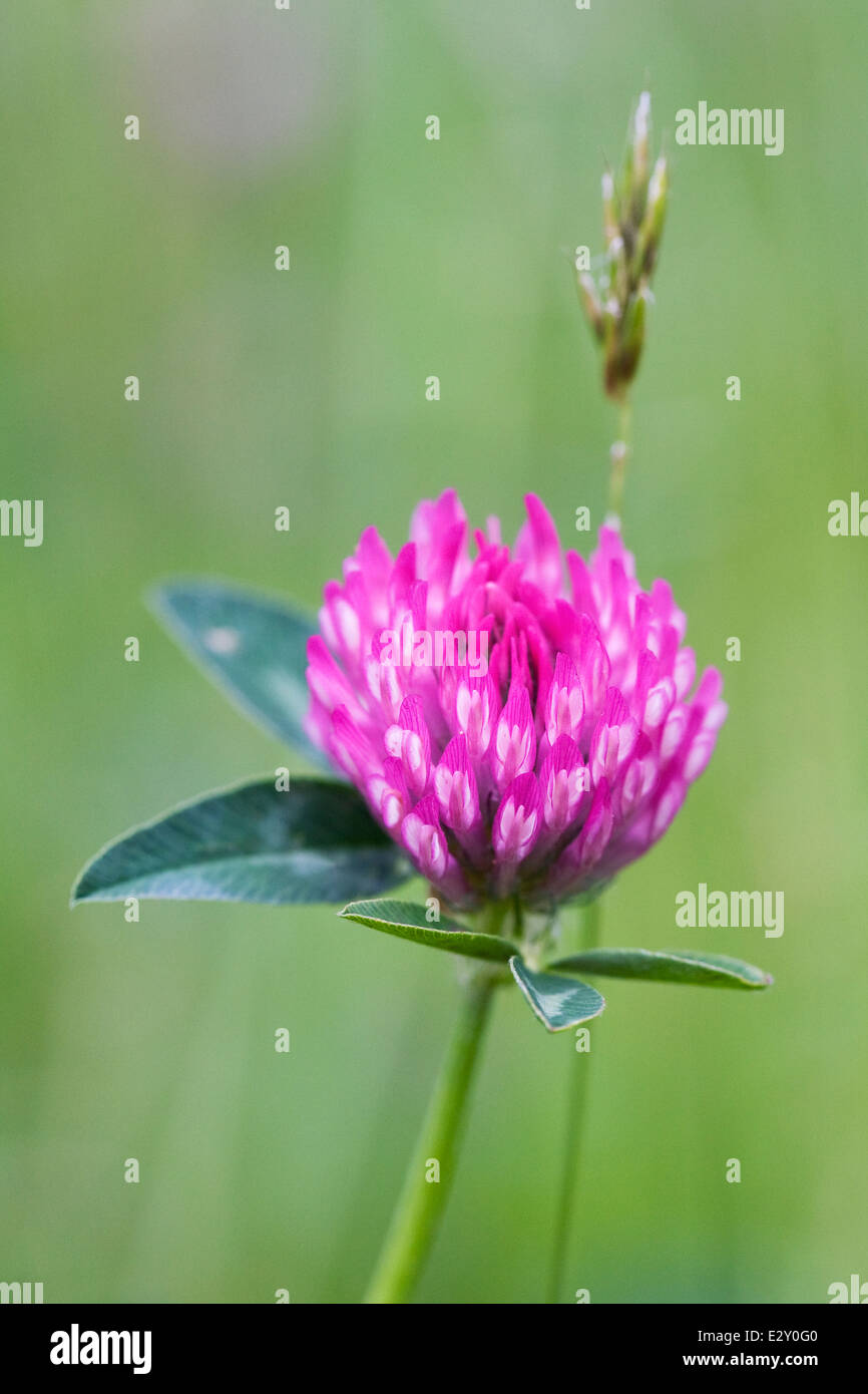 Butterfly friendly wildflower hi-res stock photography and images - Alamy