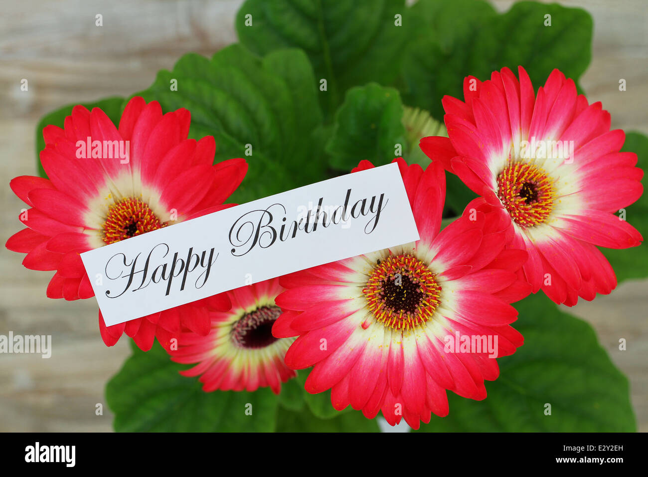 Happy birthday card with gerbera daisies Stock Photo Alamy